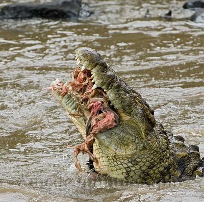 cocodrilos crocodile ramree peligrosos cocodrilo japoneses provocada matanza nilo devorados tragica criaturas isla crocodilo shreds tlacotzontli publicacion pantano animalessalvajes humano